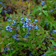 Bleuet sauvage