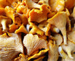 Chanterelle