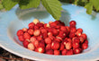 Fraise sauvage
