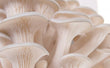 Pleurote