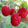 Framboise sauvage